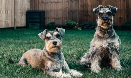 Cuidados Schnauzer Mini