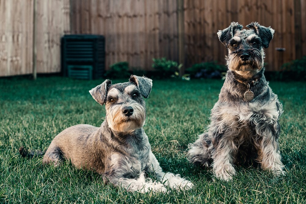 Cuidados Schnauzer Mini