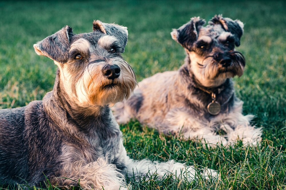 Schnauzer Mini criadero